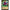 Ravensburger Iago - Loud - Mouthed Parrot (80/204) (The First Chapter) by LAB7 Malta, Europe