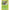 Pokemon Dustox (010/196) (SWSH11: Lost Origin) by LAB7 Malta, Europe