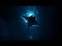 ROKR Manta Ray Mechanical 3D Puzzle Kit MI06